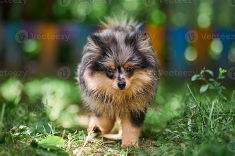 Pomeranian Spitz Puppy In Garden 12800016 Stock Photo At Vecteezy