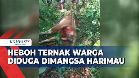 Heboh Ternak Warga Diduga Dimangsa Harimau Kompas TV Vidio