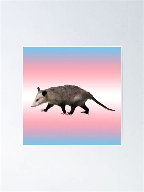 Trans Pride Flag Opossum Poster For Sale By Isaacsgaymemes Redbubble