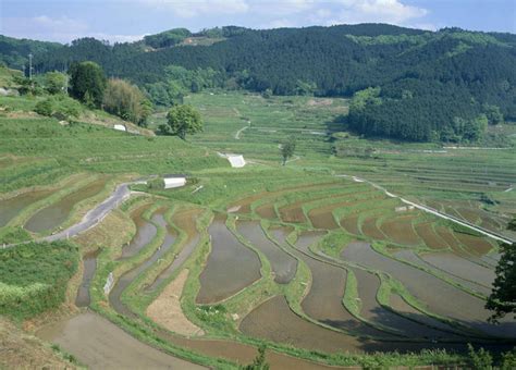 无人农田横图俯视航拍室外白天旅游度假庄稼梯田灌溉草地草坪美景山山脉植物日本亚洲阴影光线影子景观