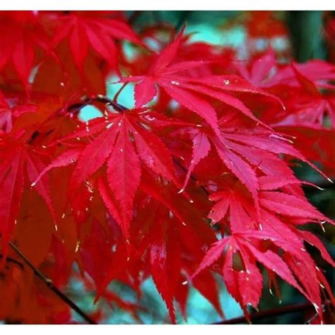 Semillas De Arce Rojo Japon S Semillas Muy Apreciadas Para