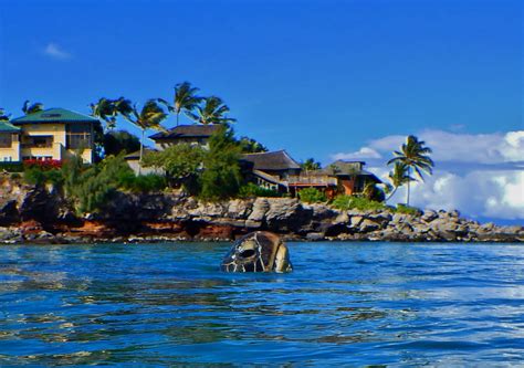 Honu in the Bay (photo: Brian Murray) Kapalua Resort, Maui Hotels, Maui Condo, West Maui ...