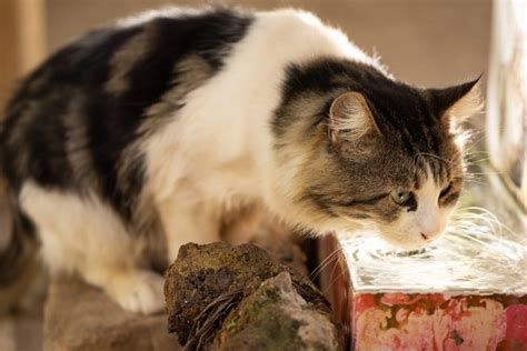 Les Meilleures Fontaines Eau Pour Chat Exploration Nature