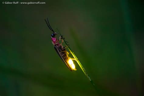 Firefly Photography | Gábor Ruff