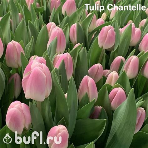 Tulip Chantelle Bufl Ru