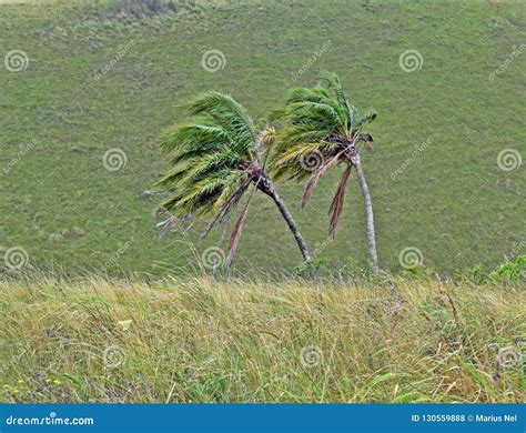 Wind Bent Palms Stock Photo Image Of Leaves Rugged 130559888