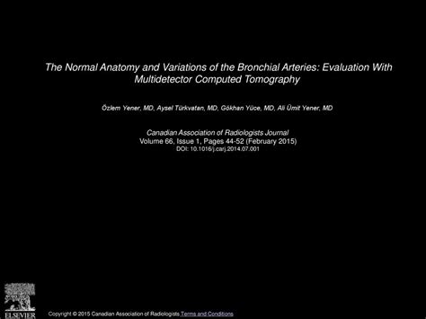 The Normal Anatomy And Variations Of The Bronchial Arteries Evaluation