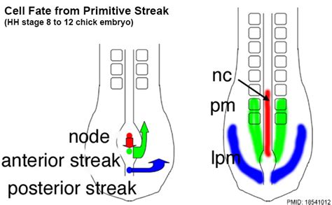 File:Chicken primitive streak cell fate 01.jpg - Embryology