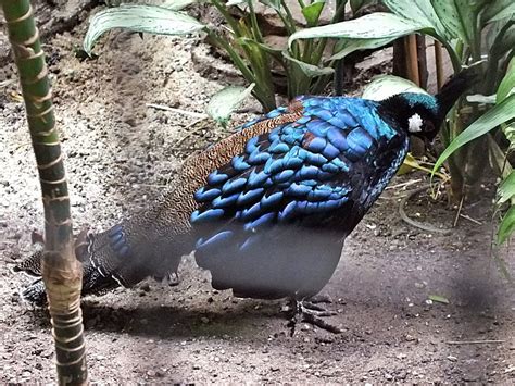 Male Palawan peacock-pheasant - ZooChat