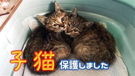 【保護猫】生後2か月の可愛い子猫を2匹保護しました Youtube