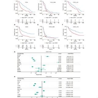 Higher Cd Expression Is Found In Glioma Patients With Poor Survival