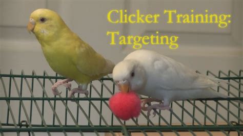 Clicker Training: Teaching Targeting - YouTube