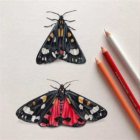 Realistic Pen And Pencil Drawings By Phoebe Atkey Daily Design