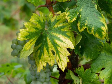 Iron Chlorosis Fixing An Iron Deficiency In Plants Gardening Know How