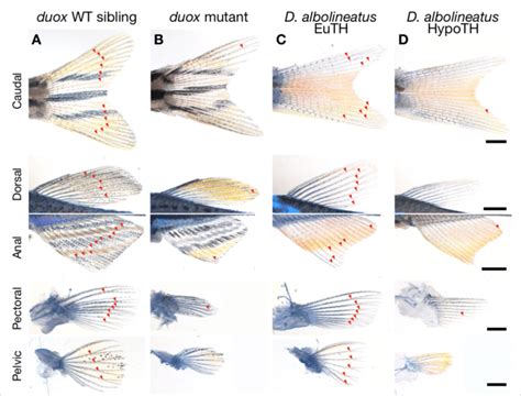 Figure Supplement Proximalized Fins In A Hypothyroid Zebrafish