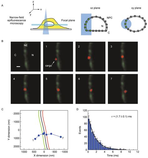 Single Molecule Fluorescence Microscopy Imaging Of Nucleocytoplasmic