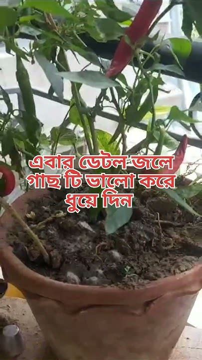 পাতা হলুদ কুকড়ে যাওয়া জবা ও মরিচ গাছের। এক ঘরোয়া টিপস ৫মিনিটে