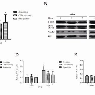 Cpp Scores And Protein Levels Of Rack Lc Ii I And Syp Of Hippocampus