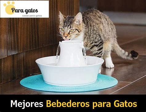 BEBEDERO PARA GATOS Tipos Marcas Y Modelos