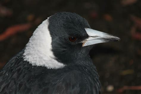 Australasian Magpie in Australia 24737043 Stock Photo at Vecteezy