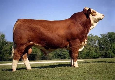 mengenal bangsa sapi potong eropa bos taurus sinau ternak