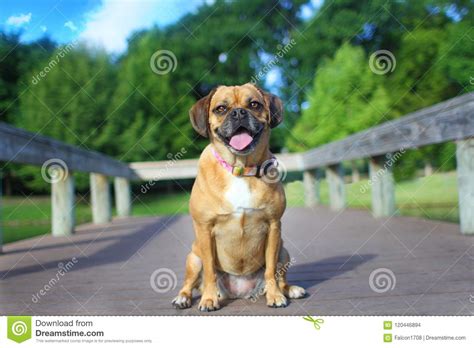 Puggle At The Dock Stock Photo Image Of Outside Dock 120446894