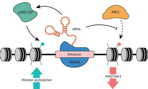 ERNA Interactions With Chromatin Modifying Enzymes At Enhancers