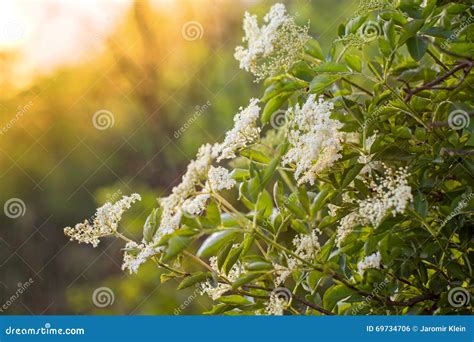 Elderberry Flowers on a Bush at Sunset Stock Photo - Image of elder ...