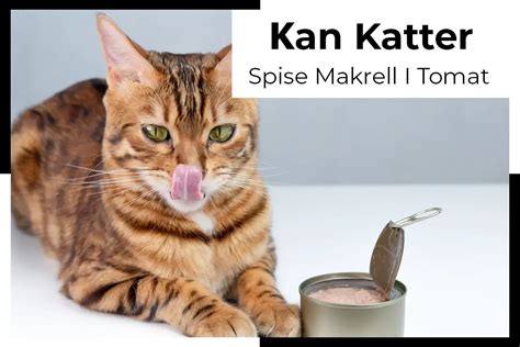 Kan Katter Spise Makrell I Tomat Kjaptforklart