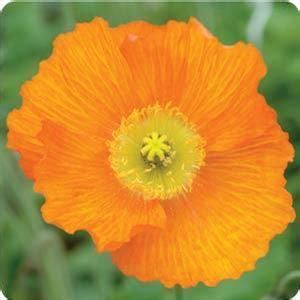 Papaver Nudicaule Champagne Bubbles Orange Iceland Poppy From Moose