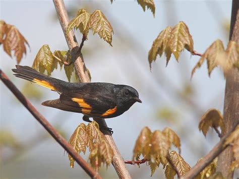 Massachusetts Rare Bird Alert | Facebook