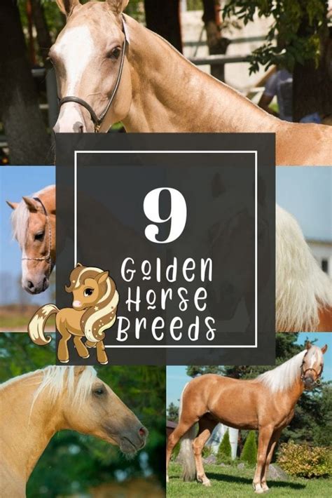 Golden Horses - 9 Breeds with Amazing Shiny Gold Coats - Helpful Horse ...