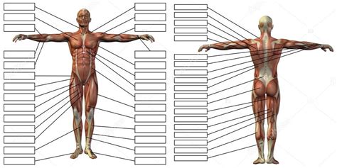 Man Anatomy And Muscles Textboxes Stock Photo Design36 123107402