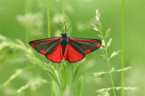 Cinnabar Moth Identification Life Cycle Facts Pictures 45 Off