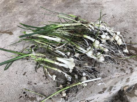 I “grew” wild onions : r/gardening