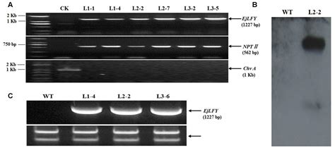 Frontiers Over Expression Of Ejlfy 1 Leads To An Early Flowering Habit In Strawberry Fragaria