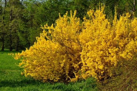 12 Versatile Yellow-Flowering Shrubs You'll Love For Bold Garden Colour | Horticulture Magazine