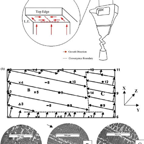 (a) Schematic diagram showing branching and growth of dendrite ...