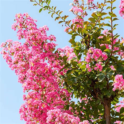 Qauzuy Garden Semillas De Crep De Reina Gigante Rosa Orgullo De La