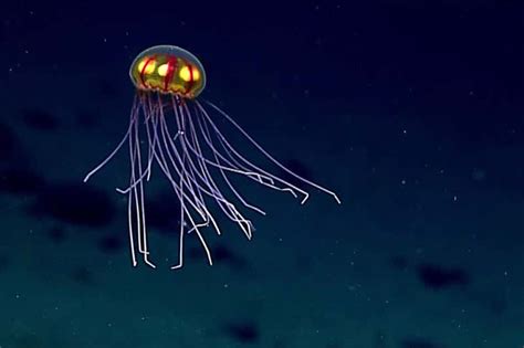 Watch Creatures Of The Abyss In Earths Deepest Ocean Trench New