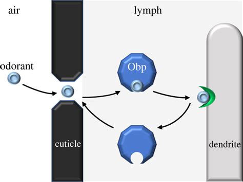 The Diverse Small Proteins Called Odorant Binding Proteins Open Biology