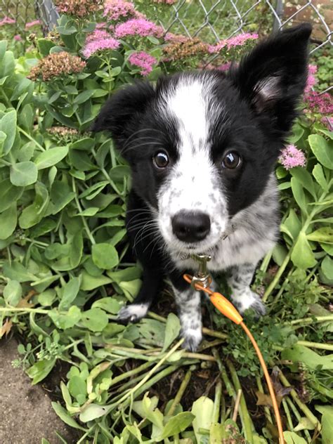 Blue Heeler Border Collie Mix Puppies