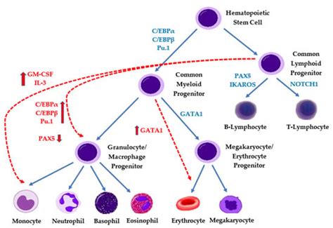 Cancers Free Full Text Pediatric Mixed Phenotype Acute Leukemia