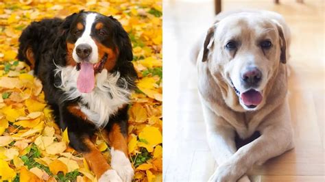 Lab Bernese Mix – Important Features of The Breed!