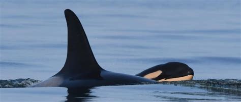 Orca That Carried Dead Calf Gives Birth Again