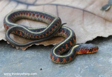 Oregon Red Spotted Garter Snake By Third Eye Herptile Propagation