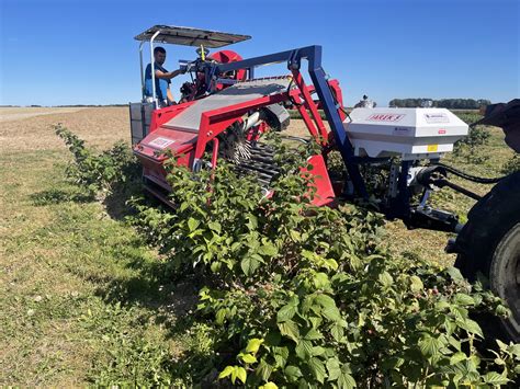 Raspberry Harvester JAREK 5R JAGODA JPS Agromachines