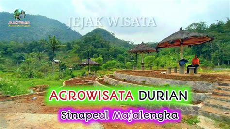 WISATA DURIAN MAJALENGKA TERBARU 2021 Agrowisata Durian Sinapeul