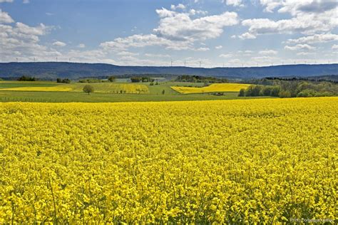 Photos Le Colza Illumine Le Printemps Dans Le Pays De Montb Liard