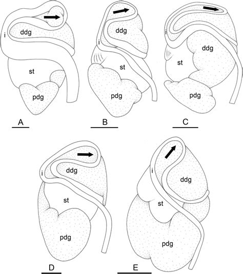 Digestive system, dorsal view, Peronia peronii, type specimens. The... | Download Scientific Diagram